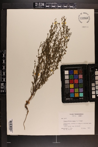 Chaenorhinum minus image