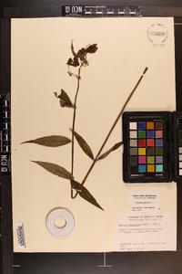 Chelone chlorantha image