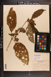 Chelone lyonii image