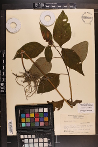 Chelone lyonii image