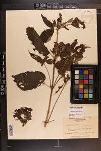 Chelone lyonii image