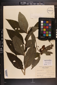 Chelone lyonii image