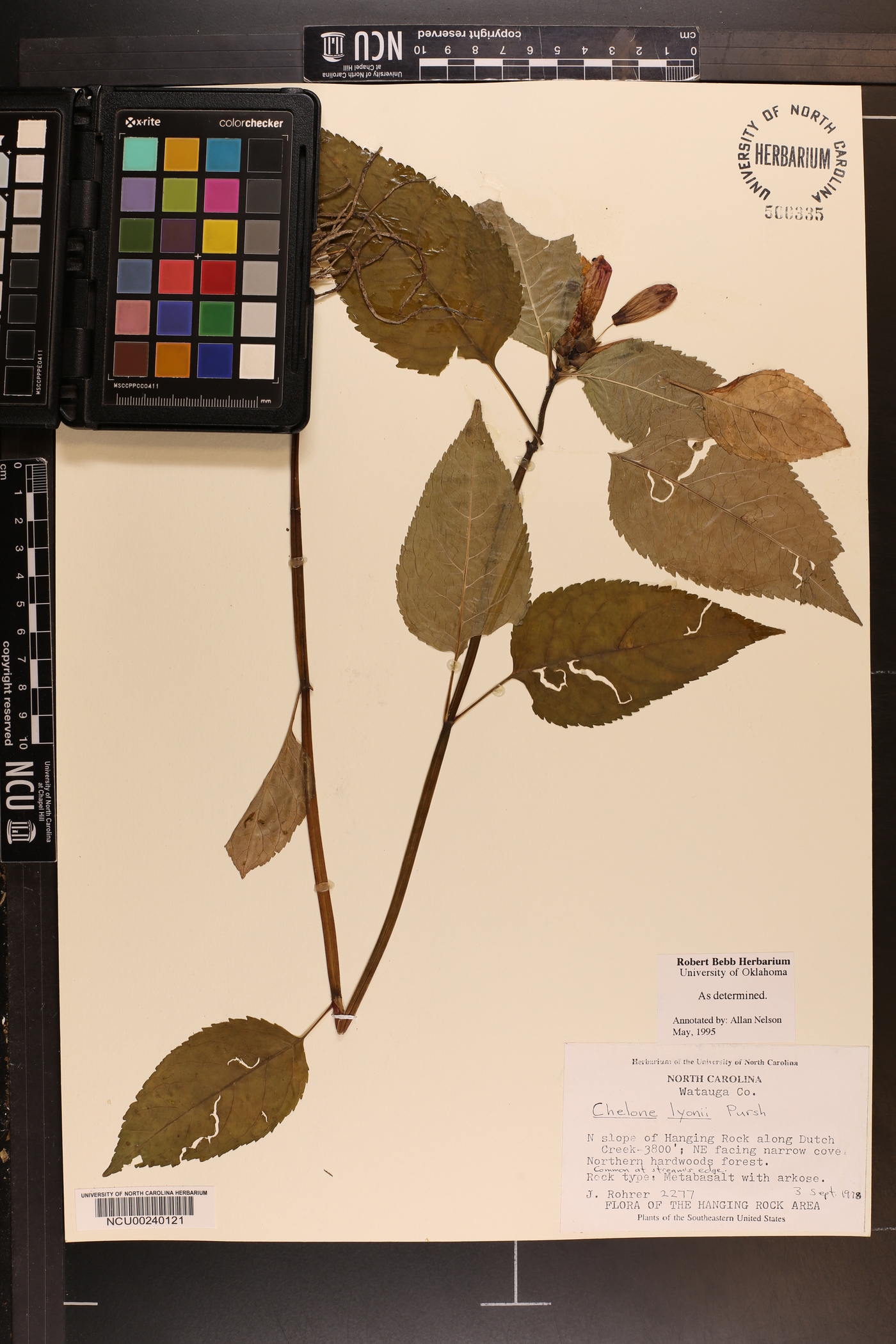 Chelone lyonii image