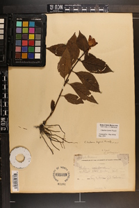 Chelone lyonii image