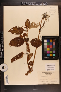 Chelone lyonii image