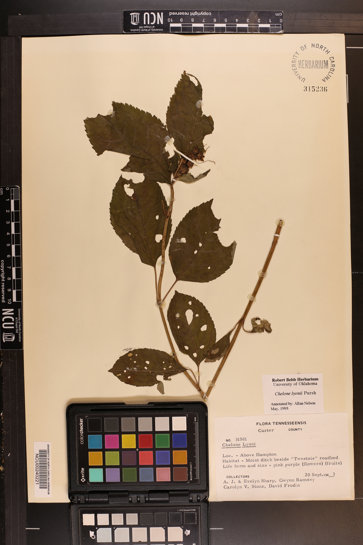 Chelone lyonii image
