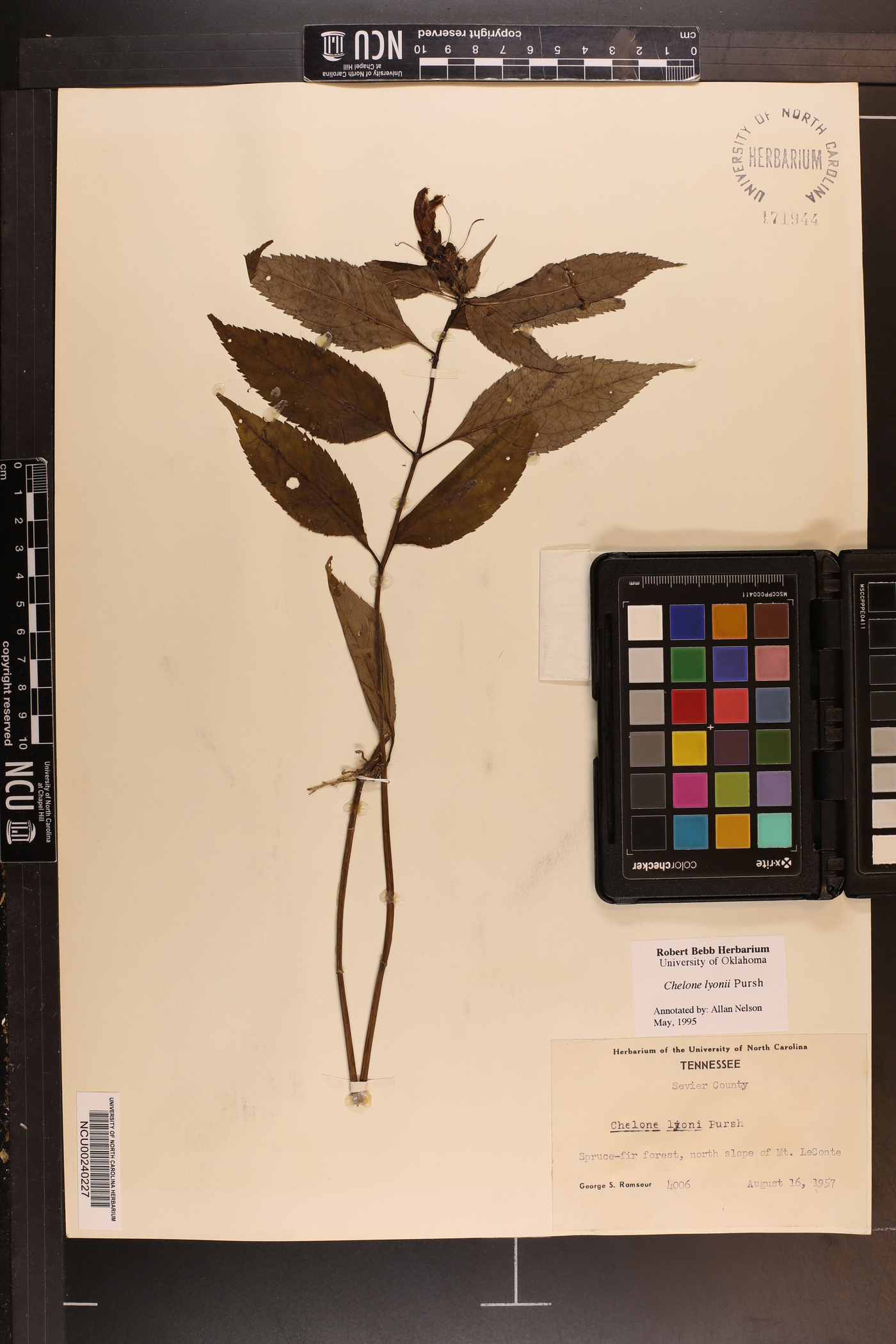 Chelone lyonii image