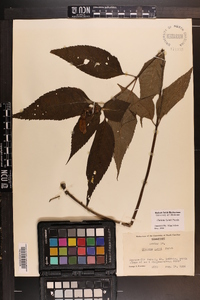 Chelone lyonii image