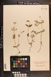 Collinsia verna image