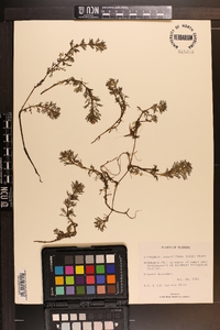 Limnophila sessiliflora image