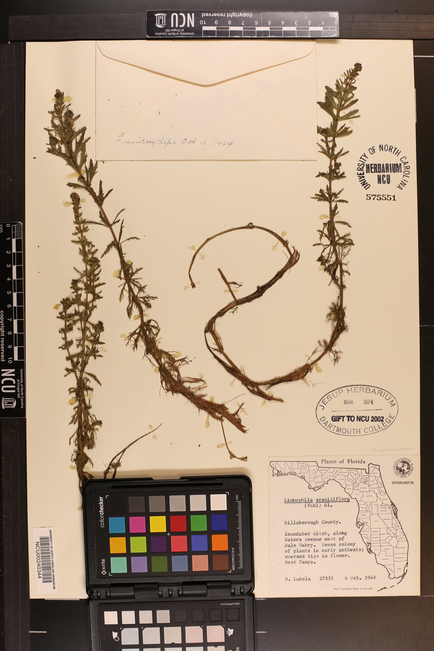 Limnophila sessiliflora image