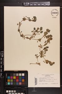 Bacopa rotundifolia image