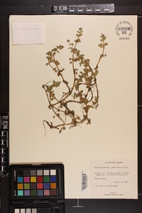 Bacopa innominata image