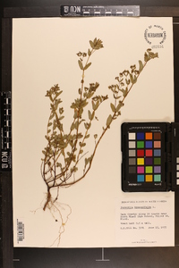 Chamaesyce hyssopifolia image