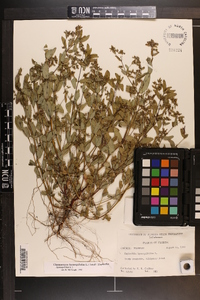 Chamaesyce hyssopifolia image