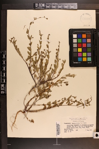 Chamaesyce hyssopifolia image