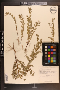 Chamaesyce hyssopifolia image