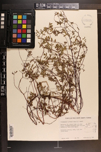 Chamaesyce hyssopifolia image