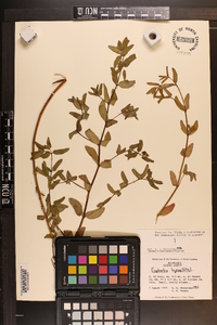 Chamaesyce hyssopifolia image