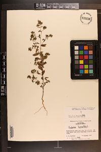 Chamaesyce hyssopifolia image