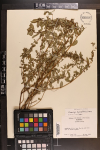 Chamaesyce hyssopifolia image