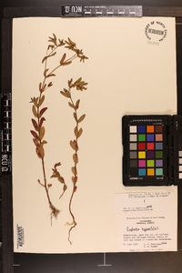 Chamaesyce hyssopifolia image