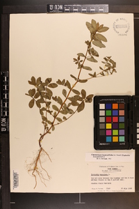 Chamaesyce hyssopifolia image