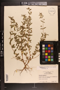 Chamaesyce hyssopifolia image