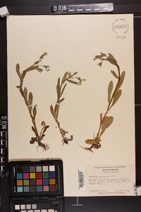 Myosotis macrosperma image