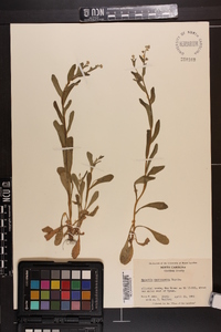 Myosotis macrosperma image