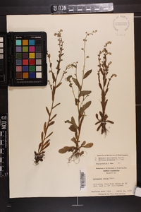 Myosotis macrosperma image