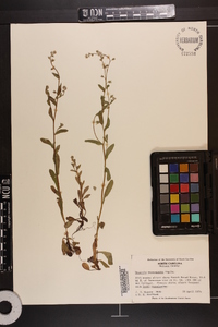 Myosotis macrosperma image