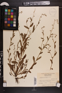 Myosotis macrosperma image