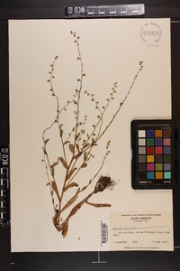 Myosotis macrosperma image