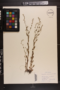 Myosotis arvensis image