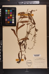 Myosotis laxa image