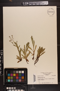 Myosotis laxa image