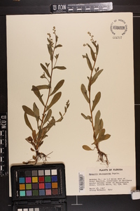 Myosotis macrosperma image