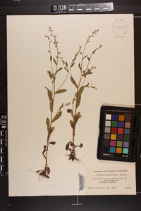 Myosotis macrosperma image