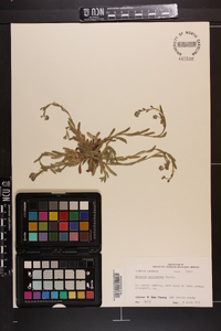 Myosotis macrosperma image