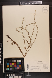 Myosotis macrosperma image