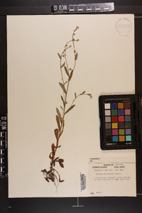 Myosotis macrosperma image