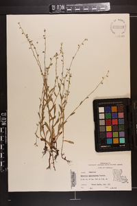 Myosotis macrosperma image