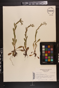 Myosotis macrosperma image