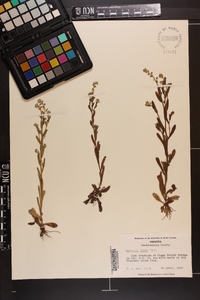 Myosotis verna image