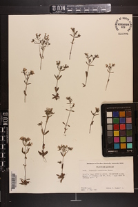 Houstonia canadensis image