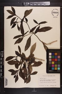 Morinda umbellata image