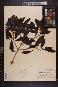 Morinda umbellata image