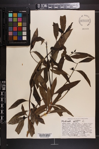 Morinda umbellata image