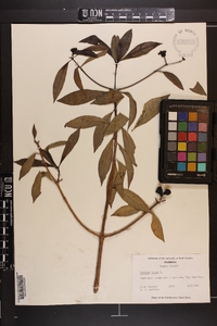 Morinda umbellata image